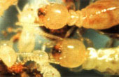 Les termites 1 : l'insecte, ses activités, son extension géographique